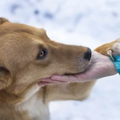 Associazioni per la tutela degli animali