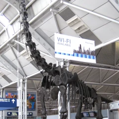 Brachiosauro