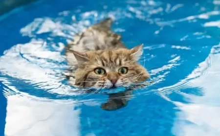 Ai gatti piace l’acqua?
