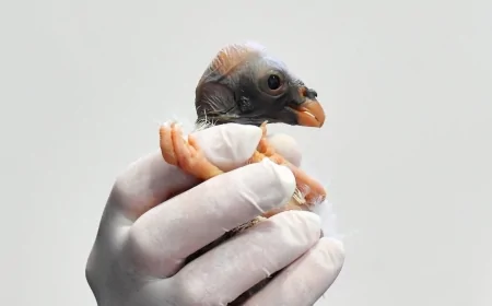 Rara Nascita di Avvoltoio Papa al Bioparco di Roma