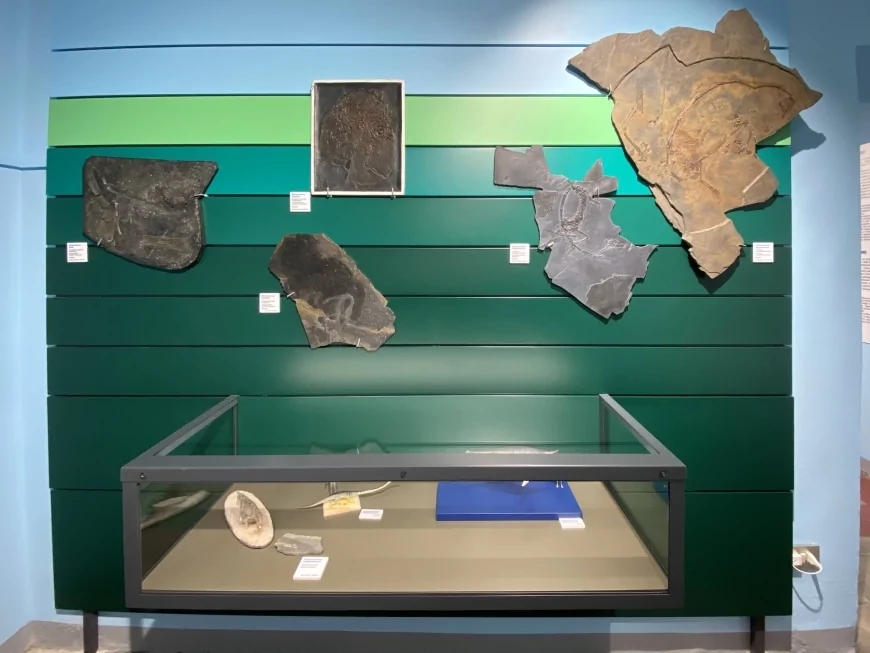 Giornata Internazionale dei Musei 2025: alla scoperta dei fossili del Triassico a Besano e Meride