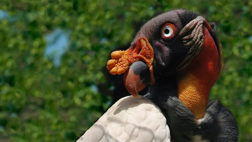 Rara Nascita di Avvoltoio Papa al Bioparco di Roma