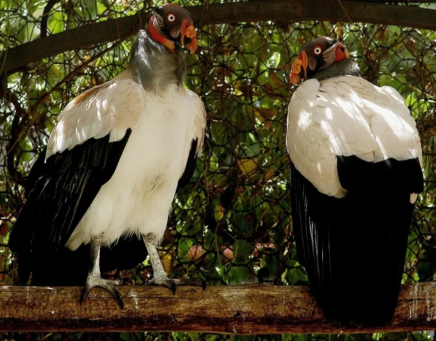 Rara Nascita di Avvoltoio Papa al Bioparco di Roma