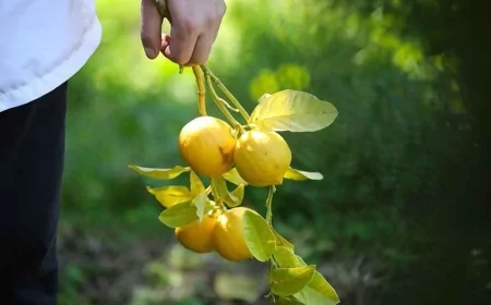 Spritz al Bergamotto Estate 2025: mixology di Carmelo Martino all’Accademia Gourmet di Filippo Cogliandro