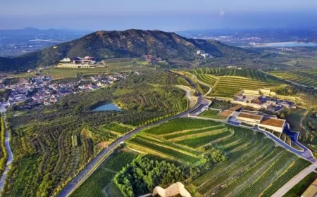 La "Bussola Digitale" decodifica il "Modello Yantai" dell'industria vinicola cinese