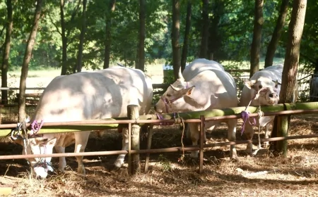 Monastero Bormida: Fiera Bovina San Desiderio 2025