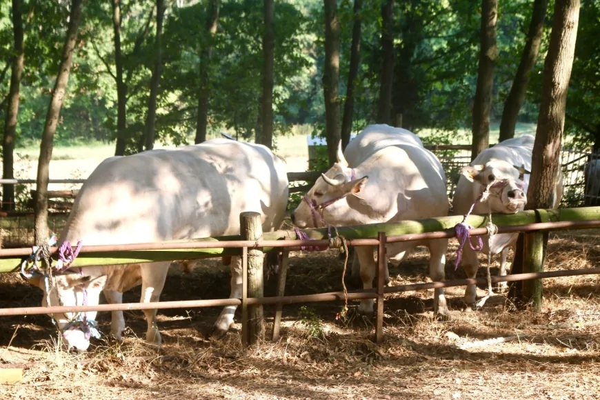 Monastero Bormida: Fiera Bovina e Manzo allo Spiedo il 27 luglio