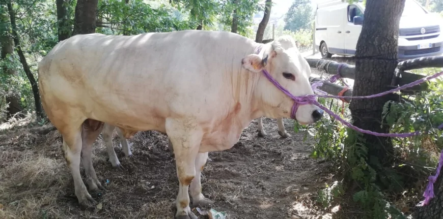 Monastero Bormida: Fiera Bovina e Manzo allo Spiedo il 27 luglio