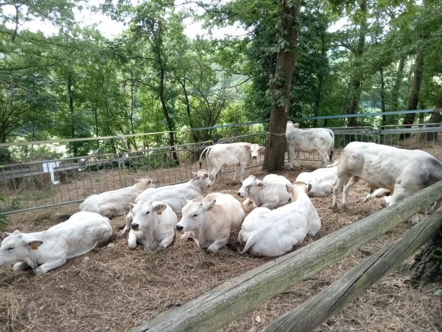 Monastero Bormida: Fiera Bovina e Manzo allo Spiedo il 27 luglio