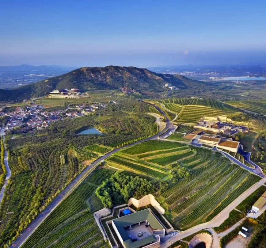 La "Bussola Digitale" decodifica il "Modello Yantai" dell'industria vinicola cinese