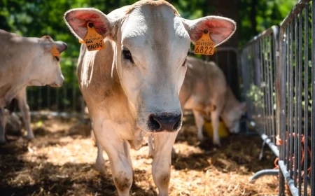 194ª Fiera Bovina di San Desiderio a Monastero Bormida