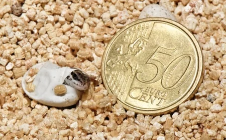 Nate 52 lucertole delle Eolie al Bioparco grazie al progetto LIFE