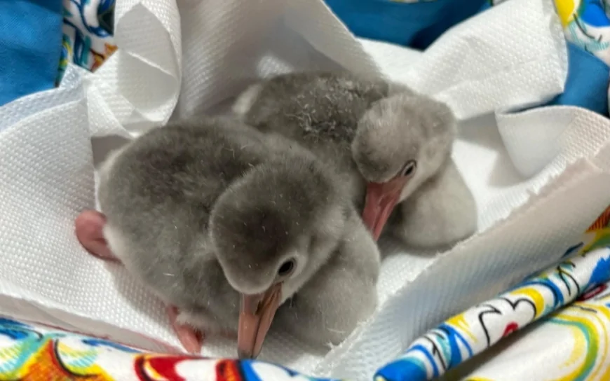 Effetto Rosa: Zoomarine celebra la nascita di due fenicotteri