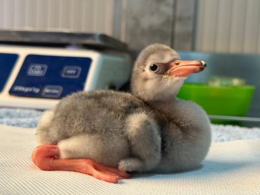 Effetto Rosa: Zoomarine celebra la nascita di due fenicotteri