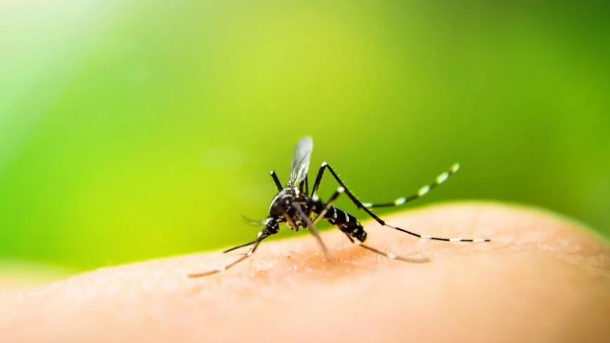 Anziana morta a Novara, aveva contratto il West Nile