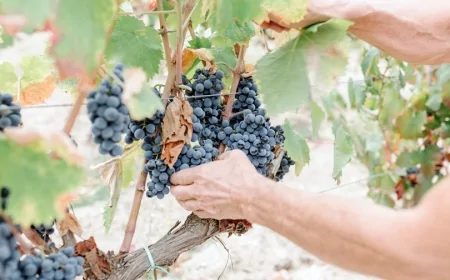 Samugheo accende il Mandrolisai – Festival “Mojos e Marigas” 2025 tra tradizione e innovazione