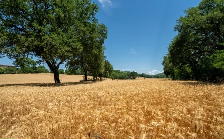 Prodotti Misura sempre più tracciabili e trasparenti: collaborazione tra Gruppo Colussi e xFarm Technologies