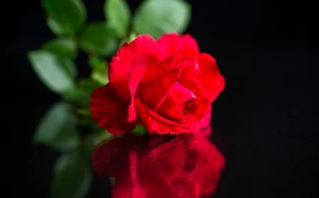 Dall’Accademia di Belle Arti di Ravenna il logo per la XI Rassegna contro la violenza maschile sulle donne