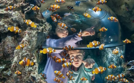 Gardaland SEA LIFE Aquarium celebra la Giornata della Gentilezza con eventi per famiglie e squali protagonisti