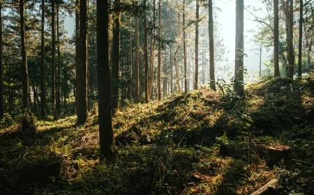 I Mowgli d’Abruzzo, le maestre molisane e lo zoo del moralismo urbano