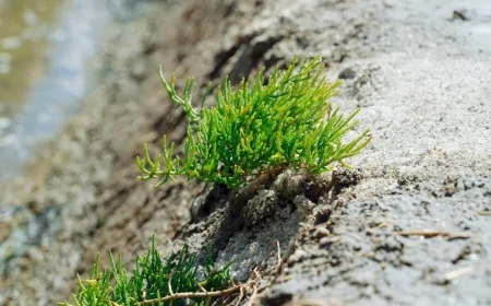 Le proprietà della salicornia
