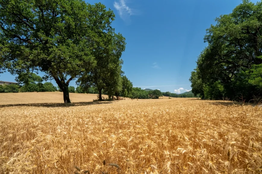 Prodotti Misura sempre più tracciabili e trasparenti: collaborazione tra Gruppo Colussi e xFarm Technologies