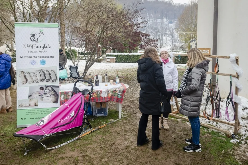 Mercatino di Natale 2025 all’Adventure Park Le Pigne di Ameno: Babbo Natale, elfi e magia nel bosco