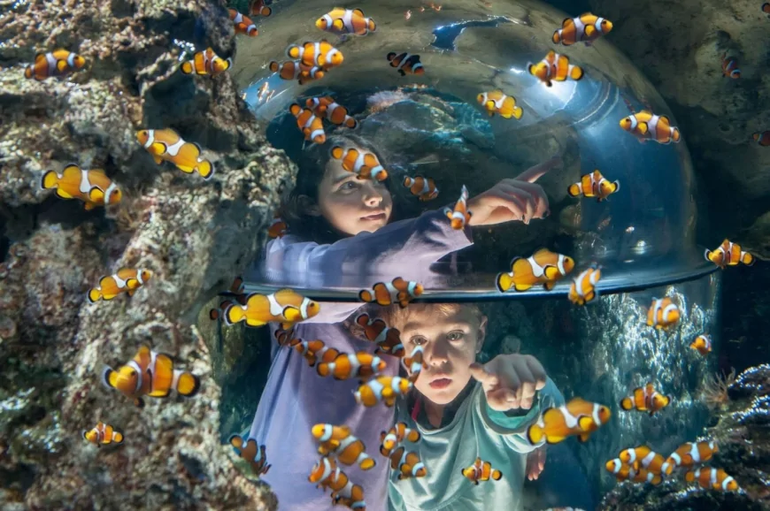 Gardaland SEA LIFE Aquarium celebra la Giornata della Gentilezza con eventi per famiglie e squali protagonisti