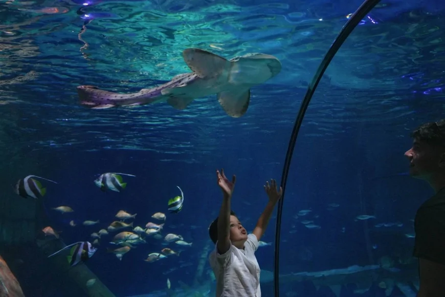 Gardaland SEA LIFE Aquarium celebra la Giornata della Gentilezza con eventi per famiglie e squali protagonisti