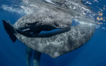 MyShot 2025: il mare sotto pressione raccontato dalla fotografia subacquea