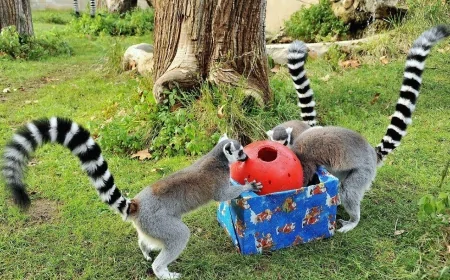 Festività natalizie al Bioparco di Roma: eventi per famiglie dal 26 dicembre 2025 al 6 gennaio 2026