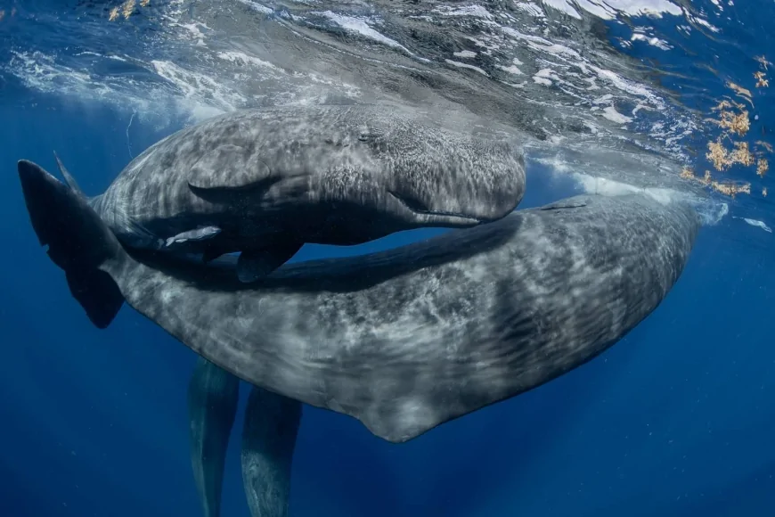 MyShot 2025: il mare sotto pressione raccontato dalla fotografia subacquea