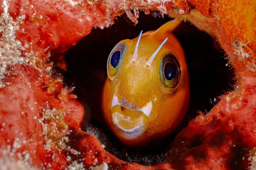 MyShot 2025: il mare sotto pressione raccontato dalla fotografia subacquea