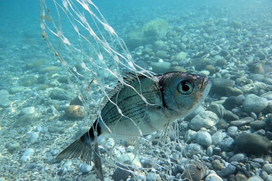 MyShot 2025: il mare sotto pressione raccontato dalla fotografia subacquea