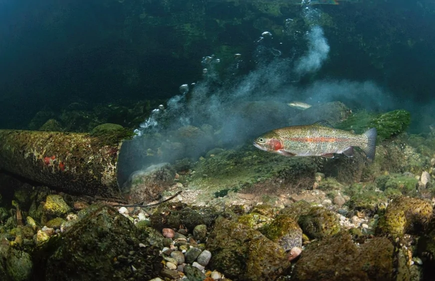 MyShot 2025: il mare sotto pressione raccontato dalla fotografia subacquea