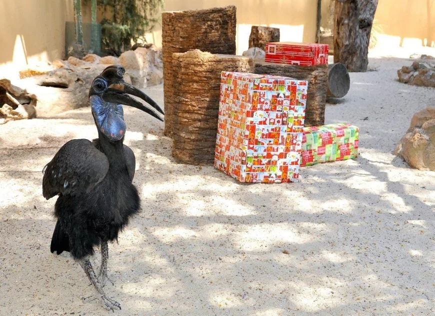 Festività natalizie al Bioparco di Roma: eventi per famiglie dal 26 dicembre 2025 al 6 gennaio 2026