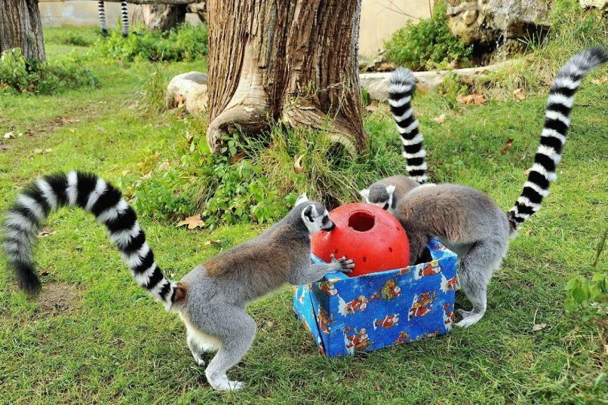 Festività natalizie al Bioparco di Roma: eventi per famiglie dal 26 dicembre 2025 al 6 gennaio 2026