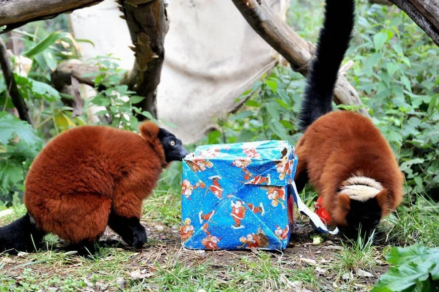 Festività natalizie al Bioparco di Roma: eventi per famiglie dal 26 dicembre 2025 al 6 gennaio 2026