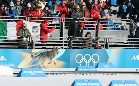 Nazgul, il cane lupo che conquista il traguardo alle Olimpiadi Invernali 2026