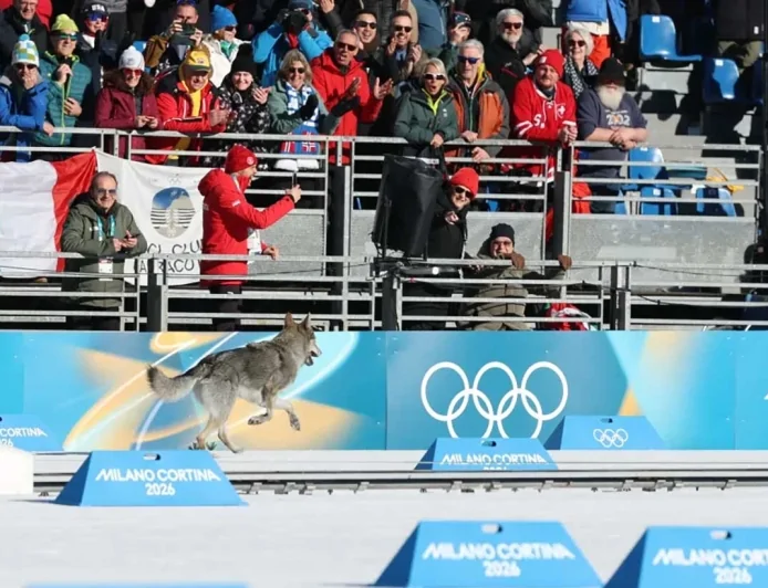 Nazgul, il cane lupo che conquista il traguardo alle Olimpiadi Invernali 2026