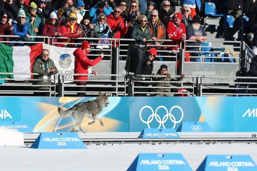Nazgul, il cane lupo che conquista il traguardo alle Olimpiadi Invernali 2026