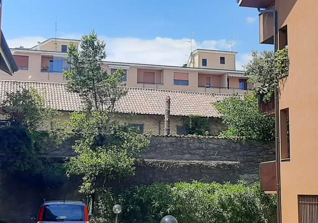 Magenta: abeti rossi abbattuti nel centro storico, cittadino segnala alla Polizia locale