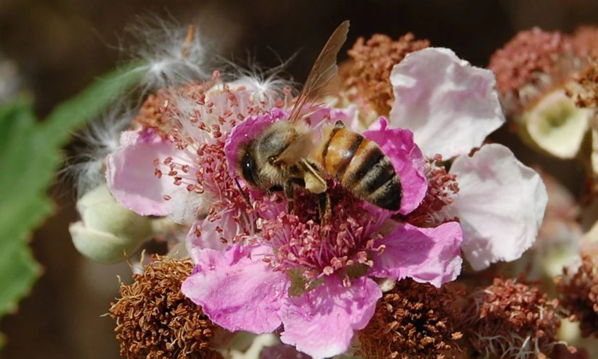 Api e impollinatori: minacce e nuove difese