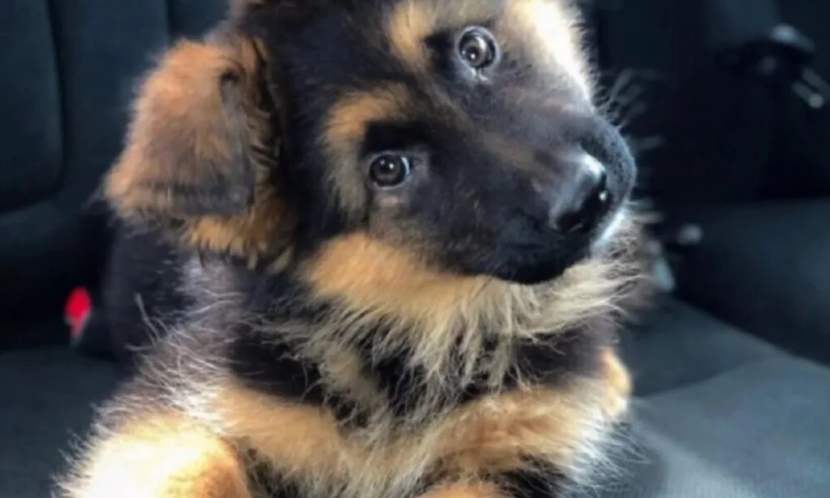 “Super Fra”: il Pet camper tour è in partenza
