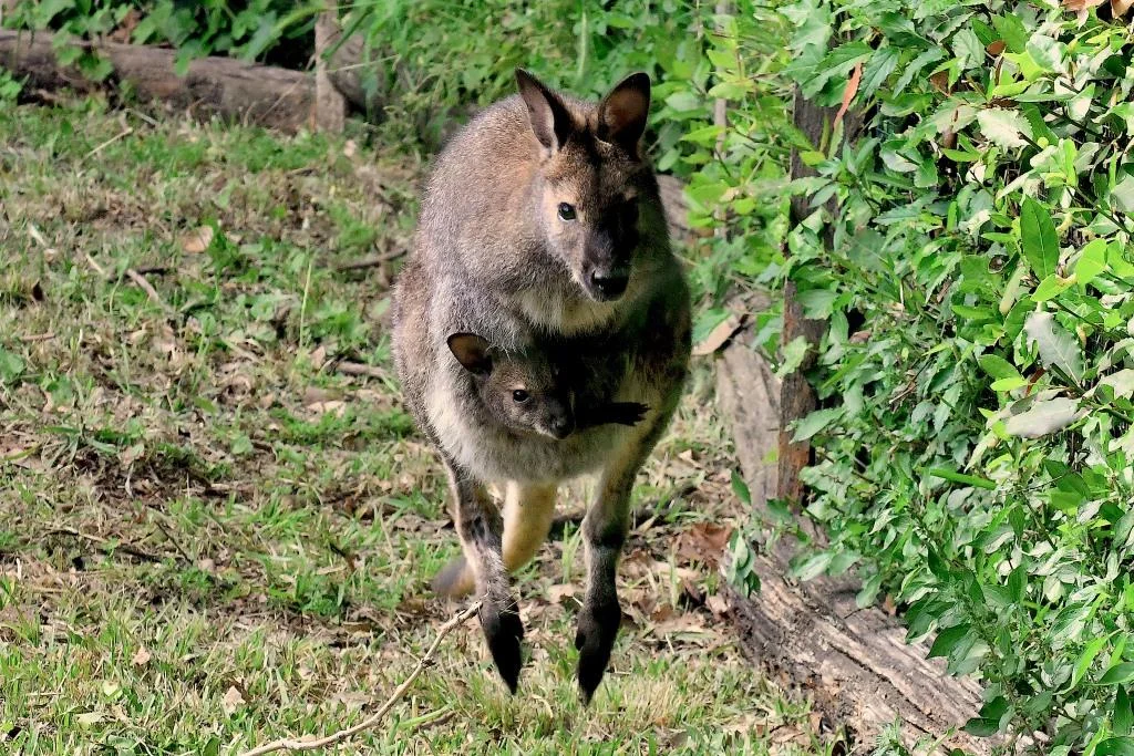 NATO UN CANGURO DI BENNETT AL BIOPARCO DI ROMA