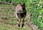 NATO UN CANGURO DI BENNETT AL BIOPARCO DI ROMA