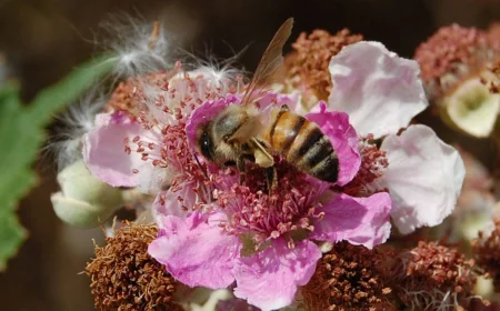 Api e impollinatori: minacce e nuove difese