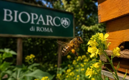 Api e altri insetti al Bioparco di Roma: laboratori per famiglie il 24 maggio