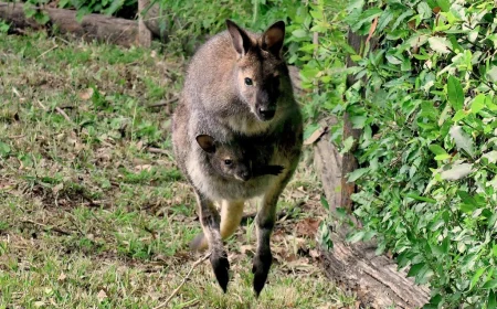 NATO UN CANGURO DI BENNETT AL BIOPARCO DI ROMA
