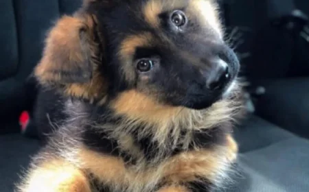 “Super Fra”: il Pet camper tour è in partenza